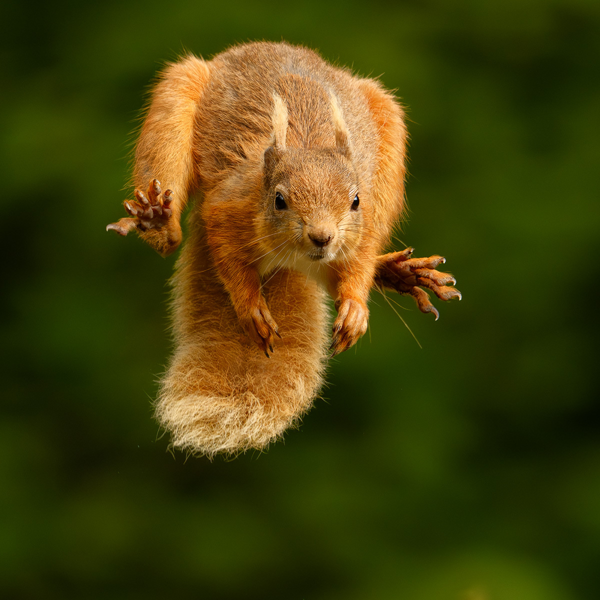 RED SQUIRREL JUMPING